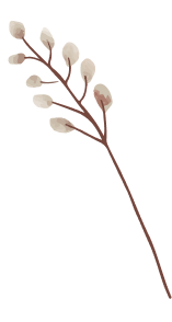 flowers image