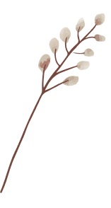 flowers image
