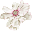 flowers vector