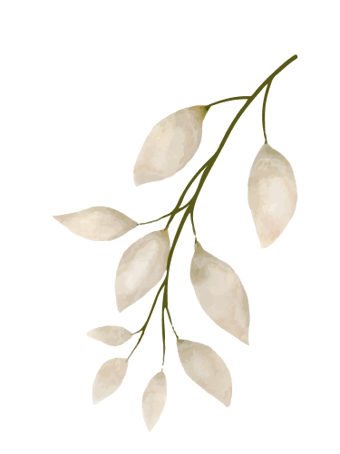 vector
