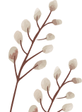 flowers image